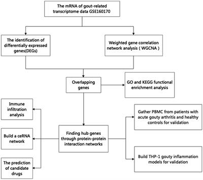 Identification of potential biomarkers of gout through weighted gene correlation network analysis